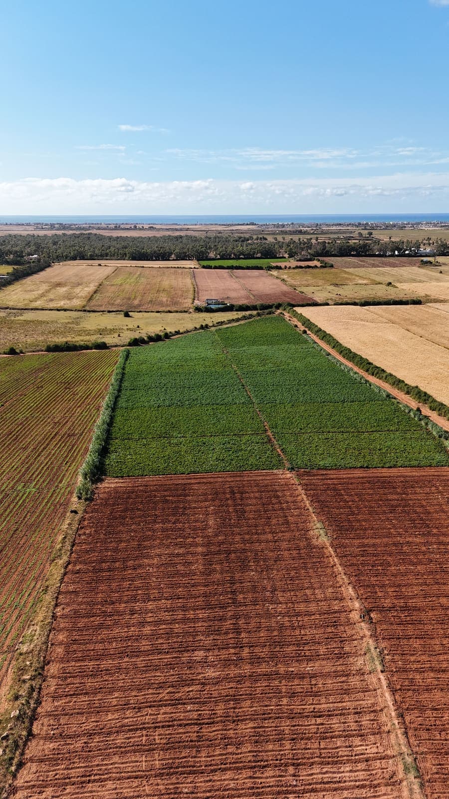 Terrain Agricole 3,7 Hectares - région Soualem